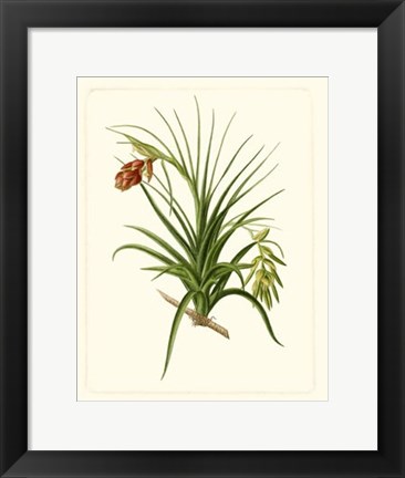 Framed Exotic Flora III Print