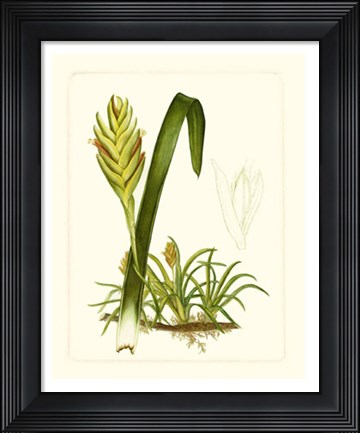 Framed Exotic Flora IV Print