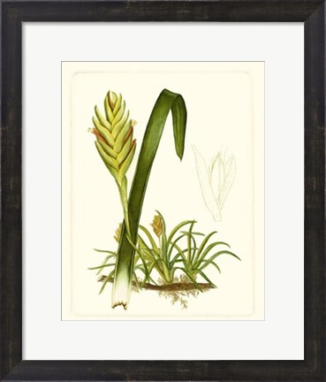 Framed Exotic Flora IV Print