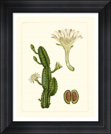 Framed Exotic Flora V Print