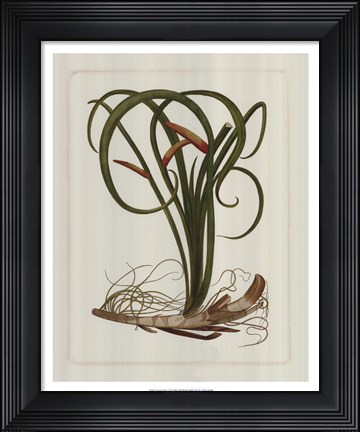Framed Exotic Flora VI Print