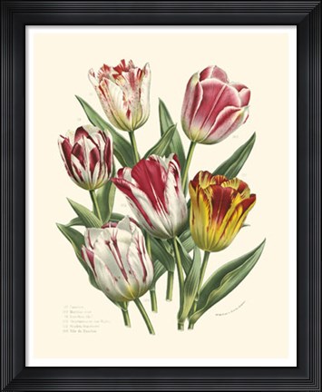 Framed Burst of Spring I Print