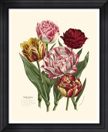 Framed Burst of Spring II Print