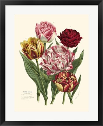Framed Burst of Spring II Print