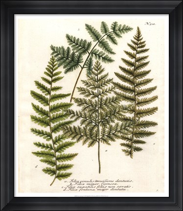 Framed Fern Gathering I Print