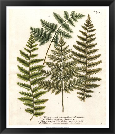 Framed Fern Gathering I Print