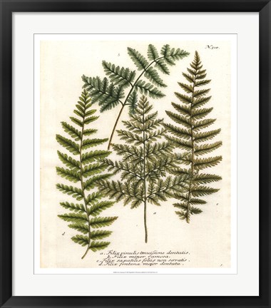 Framed Fern Gathering I Print