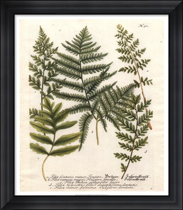 Framed Fern Gathering II Print