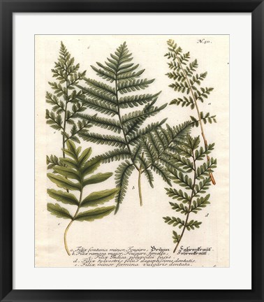 Framed Fern Gathering II Print