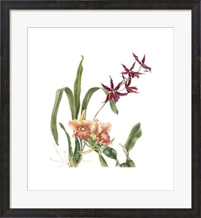Framed Orchid I (Le) Print