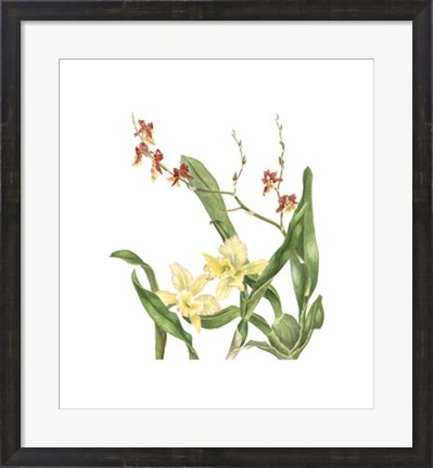 Framed Orchid II (Le) Print