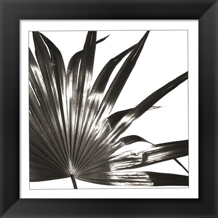 Framed Black and White Palm I Print