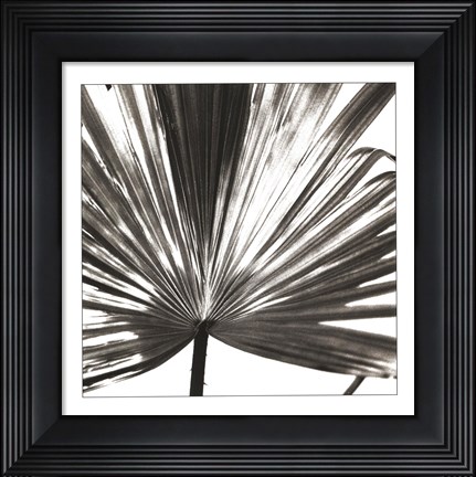 Framed Black and White Palm III Print