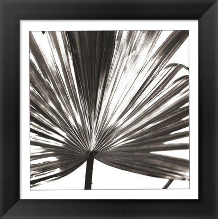 Framed Black and White Palm III Print