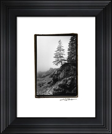 Framed Lone Tree Print