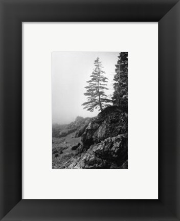 Framed Lone Tree Print