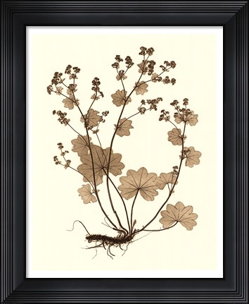Framed Sepia Nature Study I Print