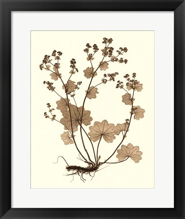 Framed Sepia Nature Study I Print