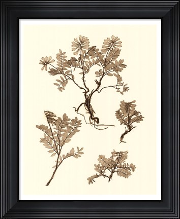 Framed Sepia Nature Study II Print