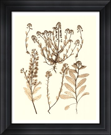 Framed Sepia Nature Study III Print
