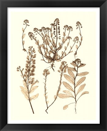 Framed Sepia Nature Study III Print