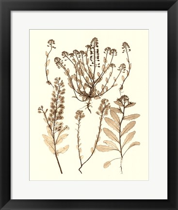 Framed Sepia Nature Study III Print