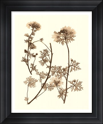 Framed Sepia Nature Study IV Print