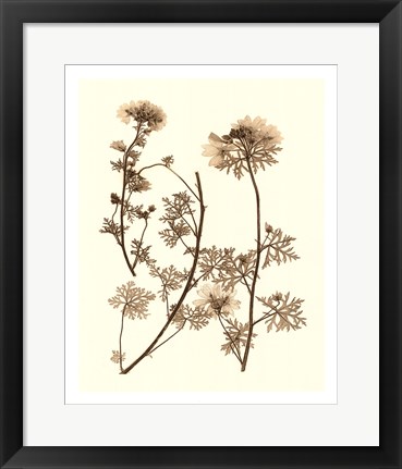 Framed Sepia Nature Study IV Print
