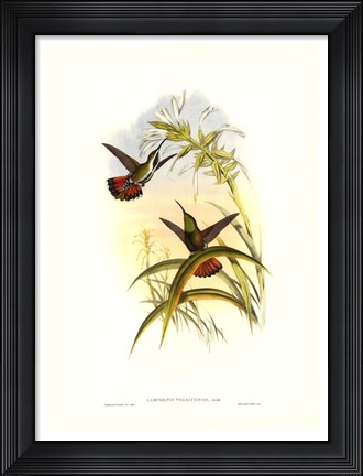 Framed Hummingbird I Print