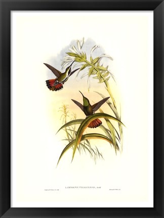 Framed Hummingbird I Print