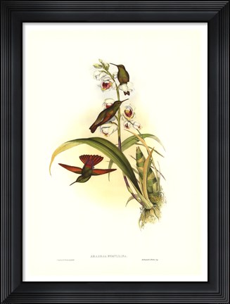 Framed Hummingbird II Print