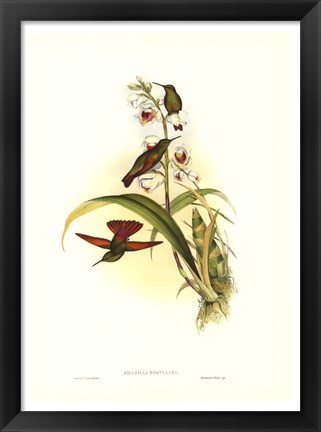 Framed Hummingbird II Print