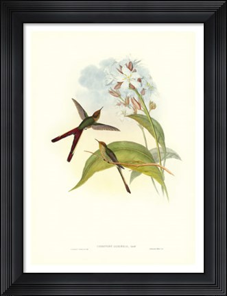 Framed Hummingbird III Print