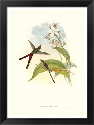 Framed Hummingbird III Print