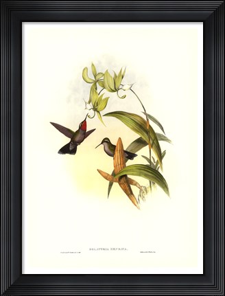 Framed Hummingbird IV Print