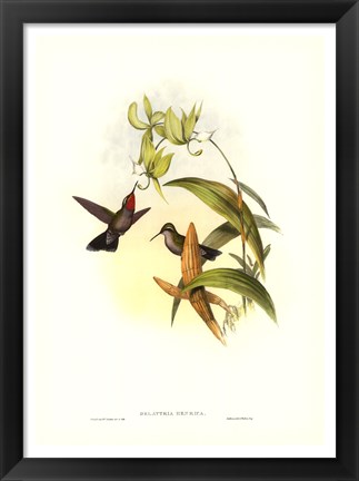 Framed Hummingbird IV Print