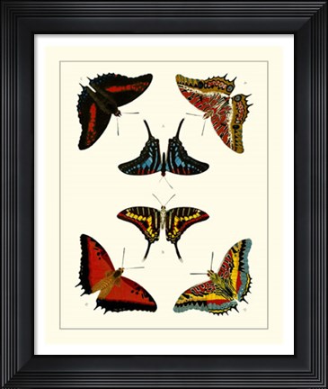 Framed Butterflies II Print