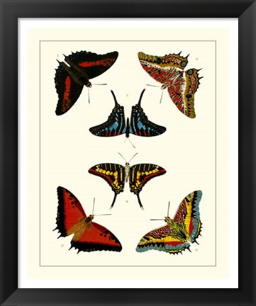 Framed Butterflies II Print