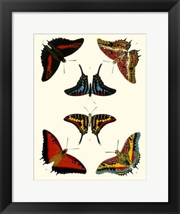 Framed Butterflies II Print