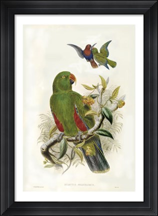 Framed Parrots I Print