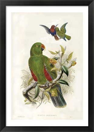 Framed Parrots I Print