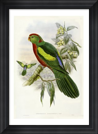 Framed Parrots II Print