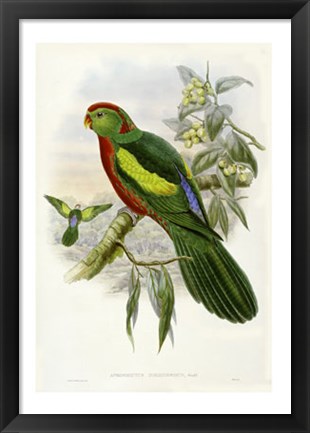 Framed Parrots II Print