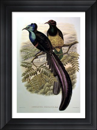 Framed Bird of Paradise I Print