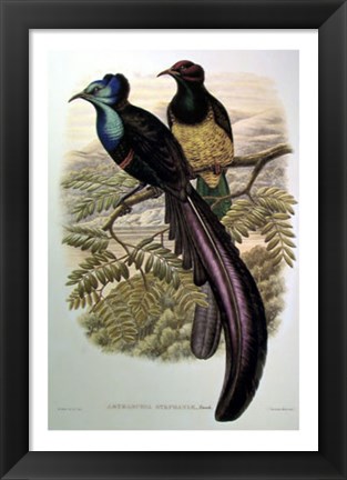 Framed Bird of Paradise I Print