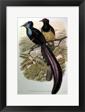 Framed Bird of Paradise I Print