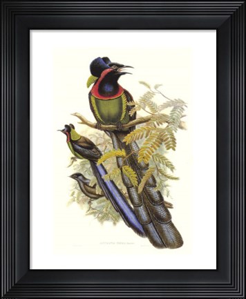 Framed Bird of Paradise II Print