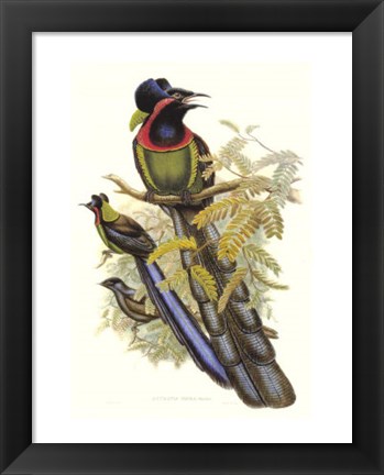 Framed Bird of Paradise II Print