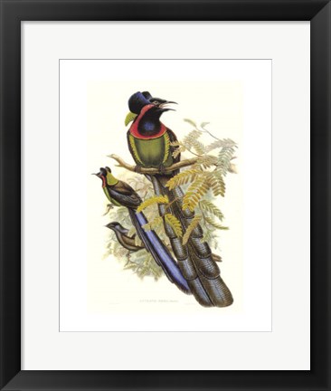 Framed Bird of Paradise II Print