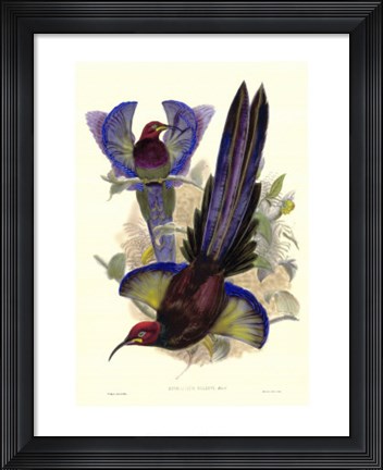 Framed Bird of Paradise III Print
